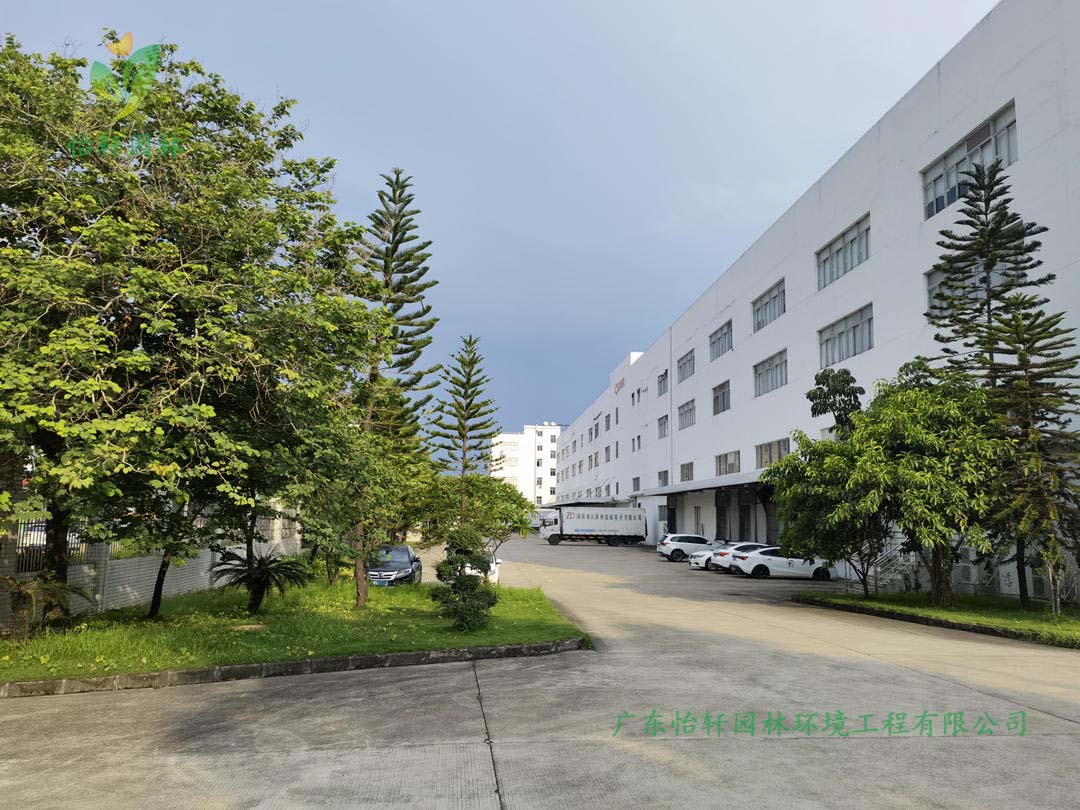 深圳佳能公司園區內部綠化榕樹的現狀
